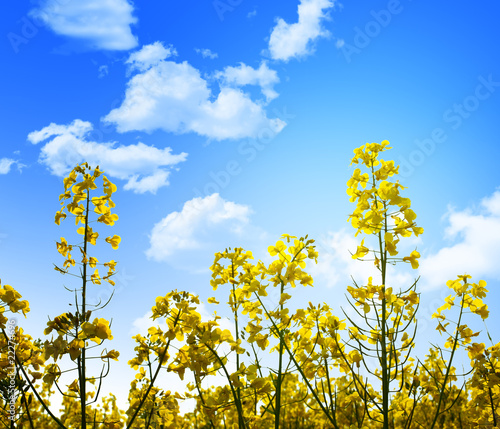 yellow flowers and blue sky © tiero
