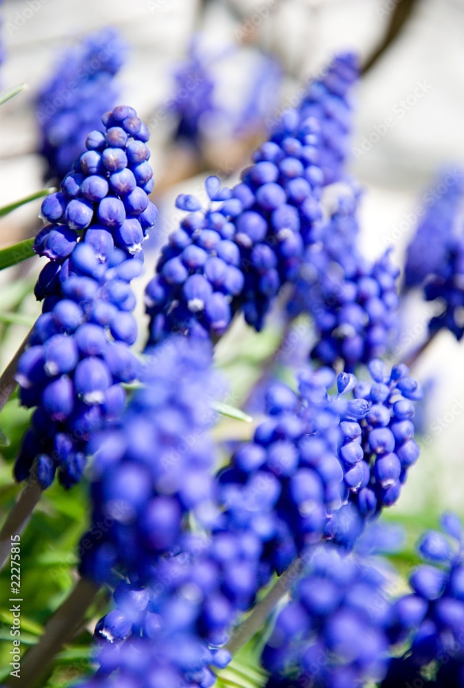 Blue muscari Blue muscari