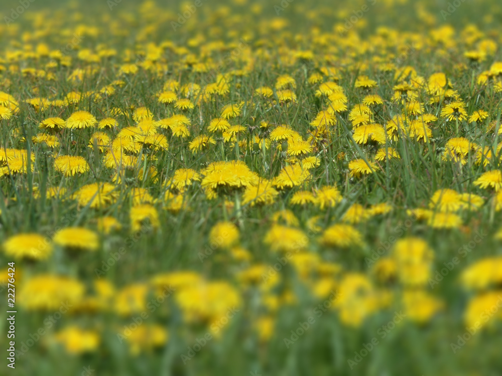Fototapeta premium Blumenwiese