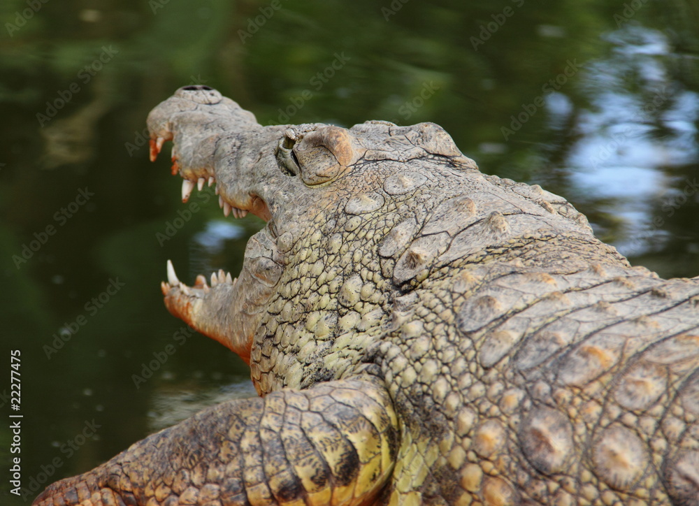 Obraz premium Crocodile