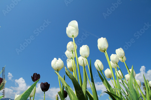 tulipani bianchi photo
