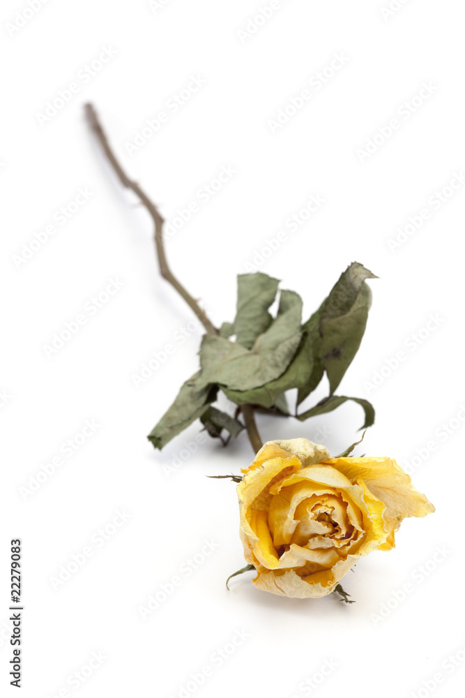 fleur sèche fleur sèche
