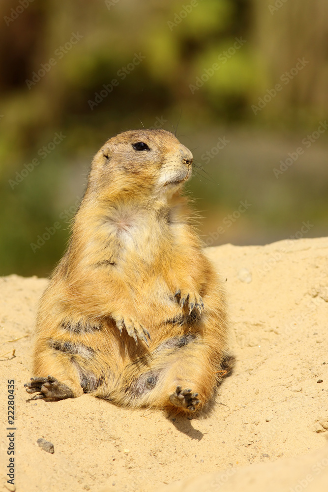 Cute little prairie dog sitting and looking to the right Cute little prairie dog sitting and looking to the right