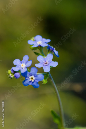 blue montain flower