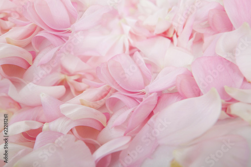 Tableau sur toile Pétale de fleur rose