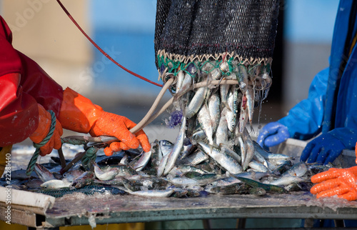 sardine maquereau poisson pêche marin pêcheur port bretagne file
