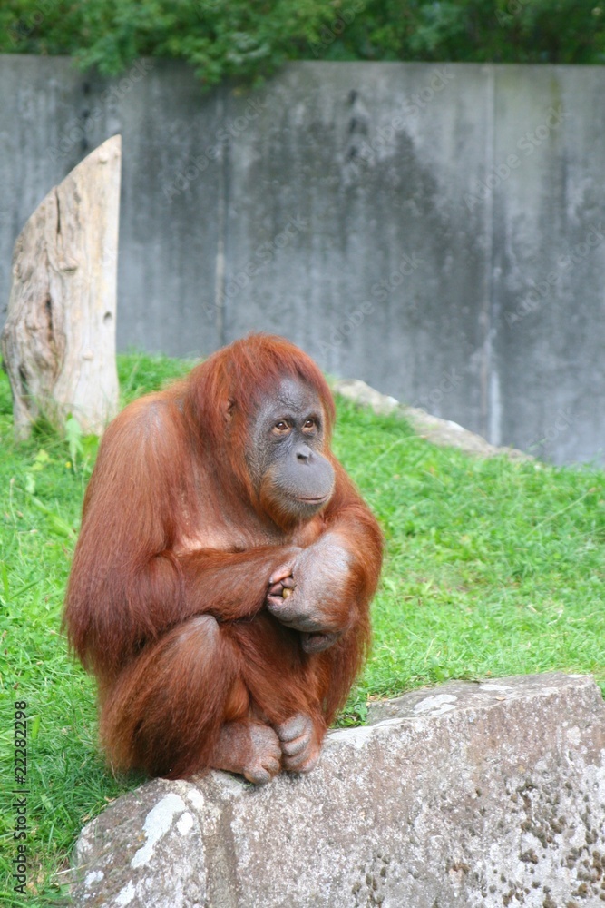 Naklejka premium Orang-Utan