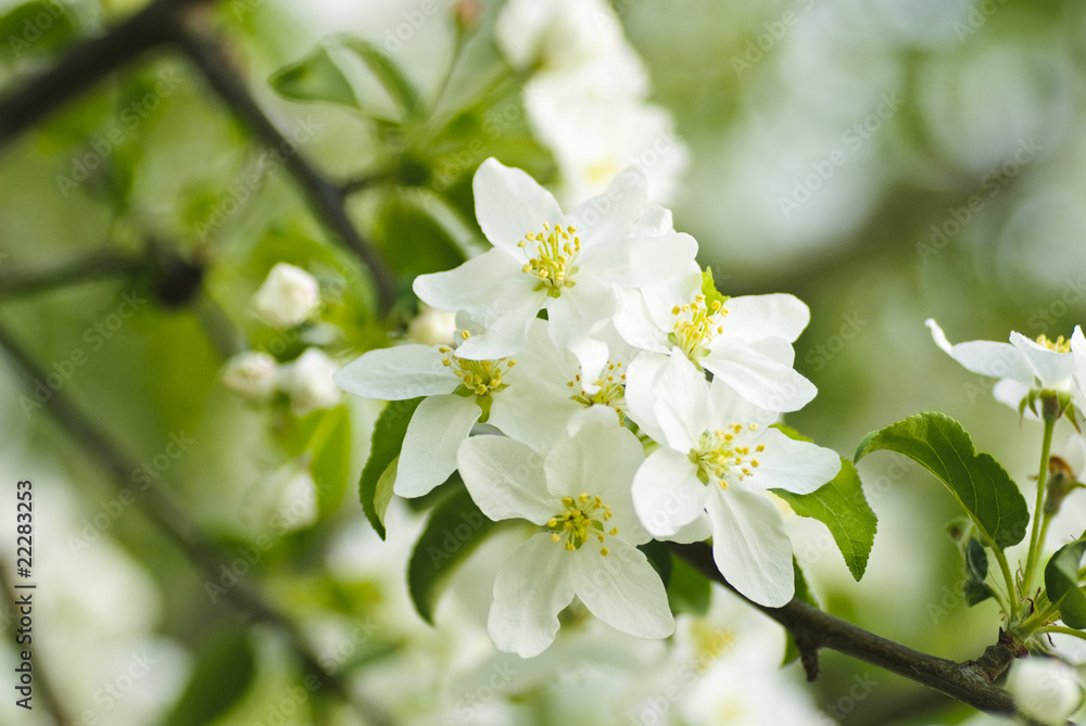 quince tree blossom macro