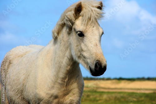 Wallpaper Mural Lille Ljoska Torontodigital.ca