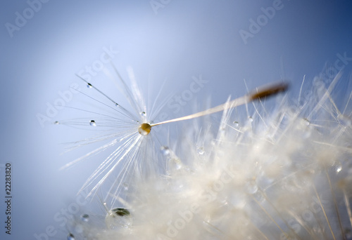 Pusteblume photo