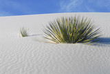 Cactus growing in the White Sand Dunes National Park