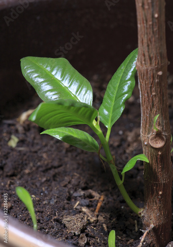 Rubber plant sprout