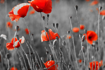Papier peint photo Coquelicots Coquelicots rouges parmi les hautes herbes  © ZoomTeam