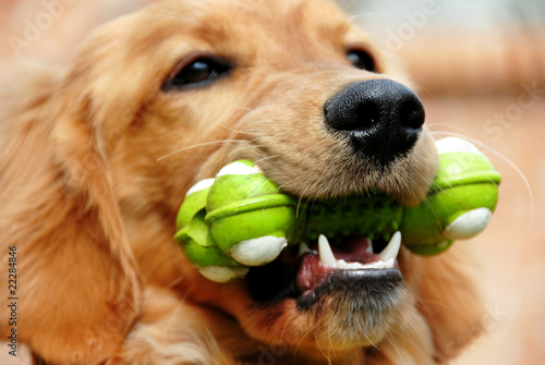 Golden retriever with toy