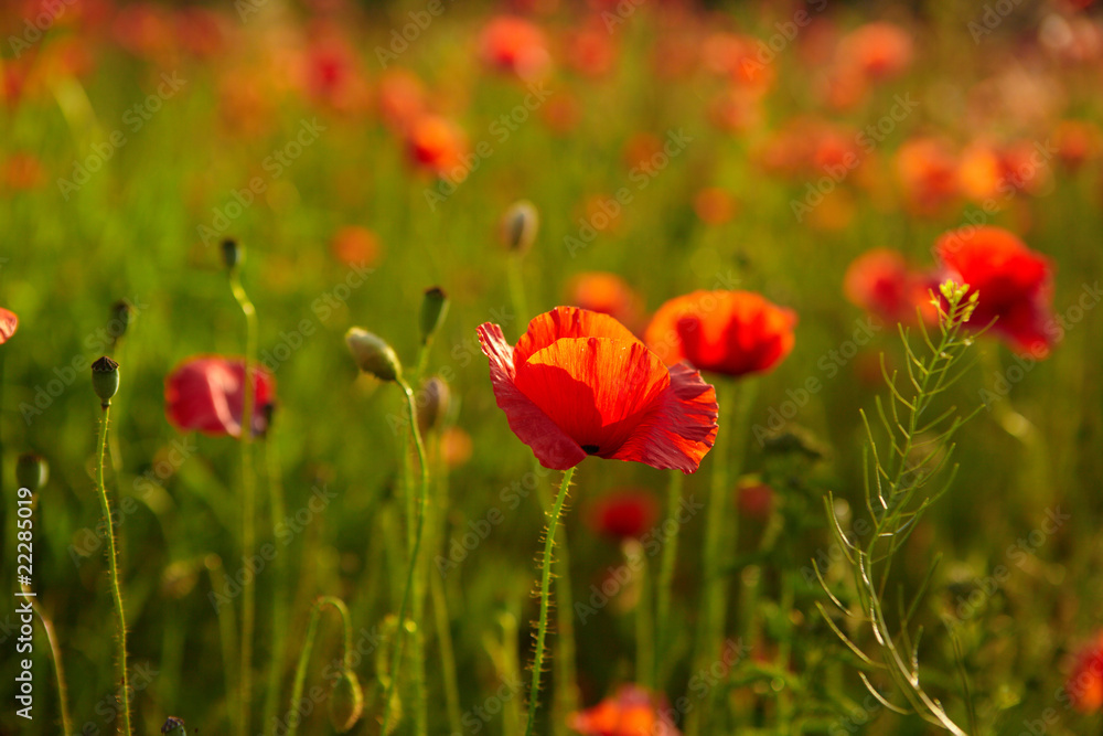 red poppies on  field