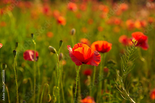 red poppies on field