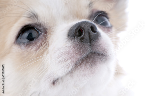 nice looking chihuahua portrait close-up