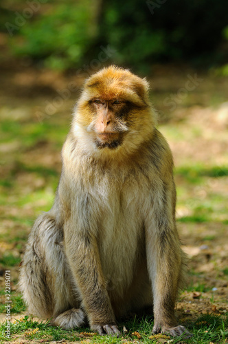 singe magot ou macaque berb  re  Macaca sylvanus 