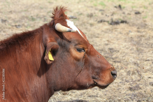 brown cow