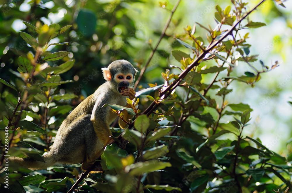 Fototapeta premium saïmiri, singe écureuil