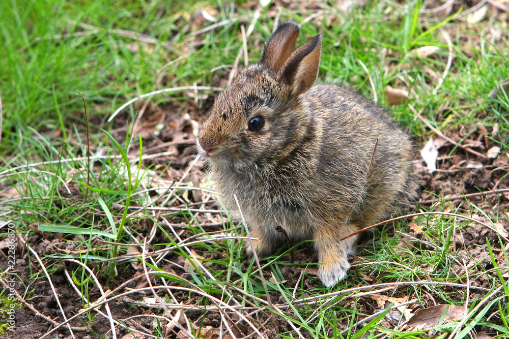 Fototapeta premium Young Cottontail Rabbit