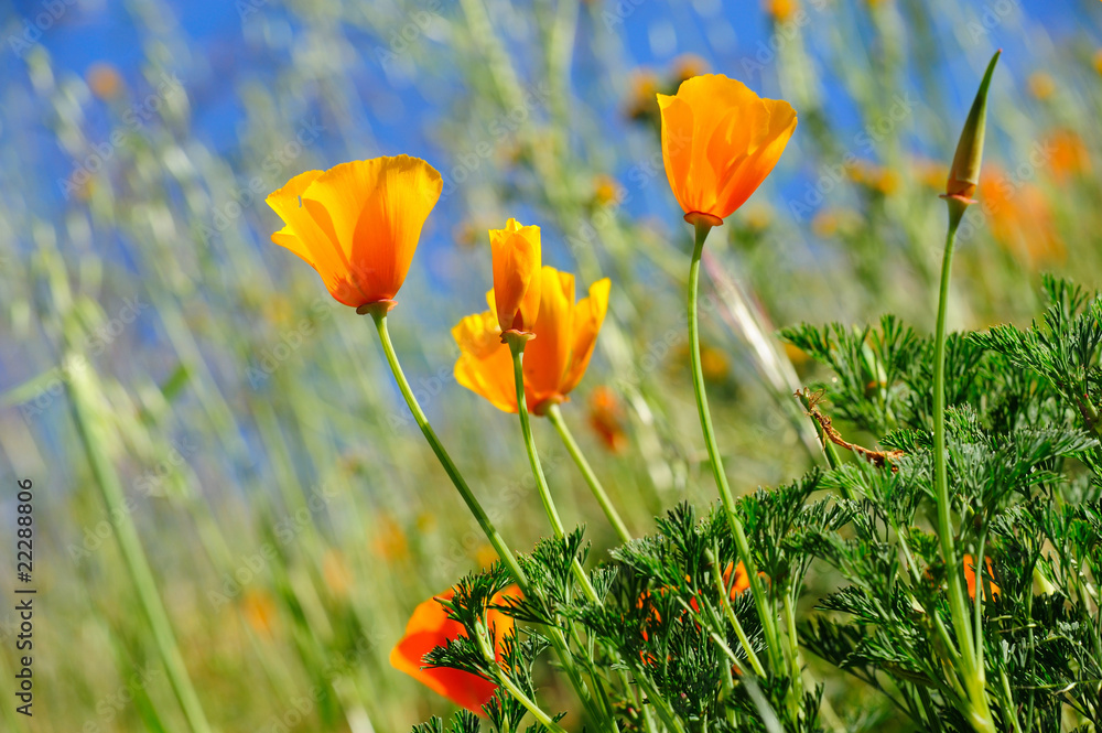 Obraz premium California Poppy And Wild Grasses