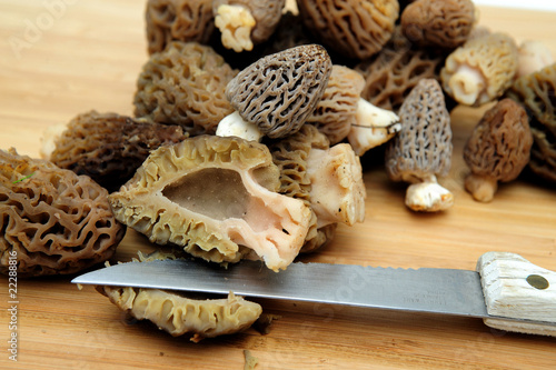 Morel Mushroom