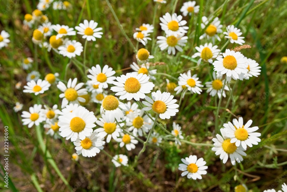 beautiful camomiles beautiful camomiles