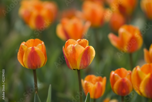 Bright Blooming Tulips Growing In Spring Garden