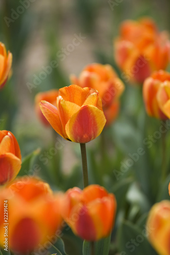 Bright Blooming Tulips Growing In Spring Garden