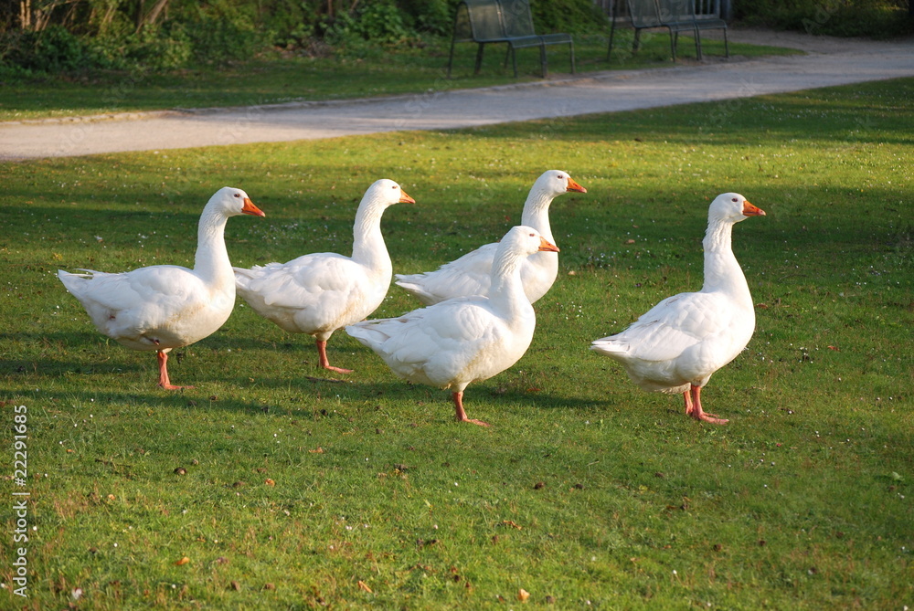Gänse Gänse