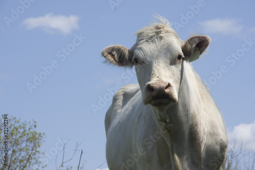 Cow in Field