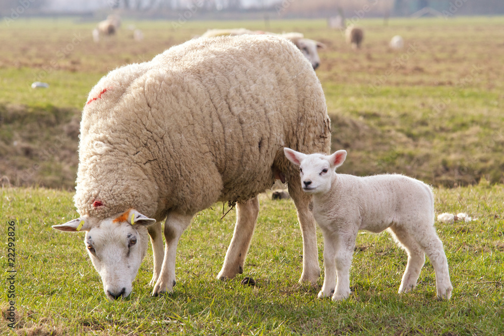 Obraz premium Schafe auf einer Weide