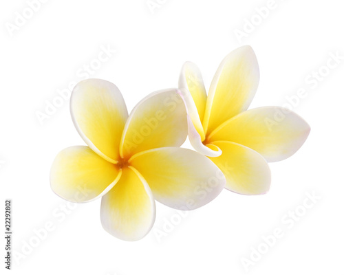 Two frangipani flowers isolated on white photo