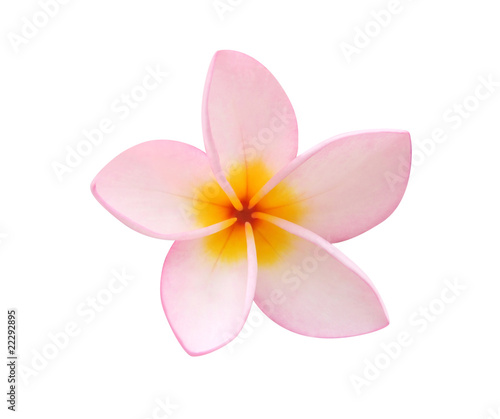 Frangipani