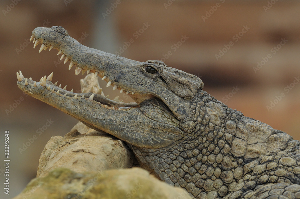 Fototapeta premium alligator