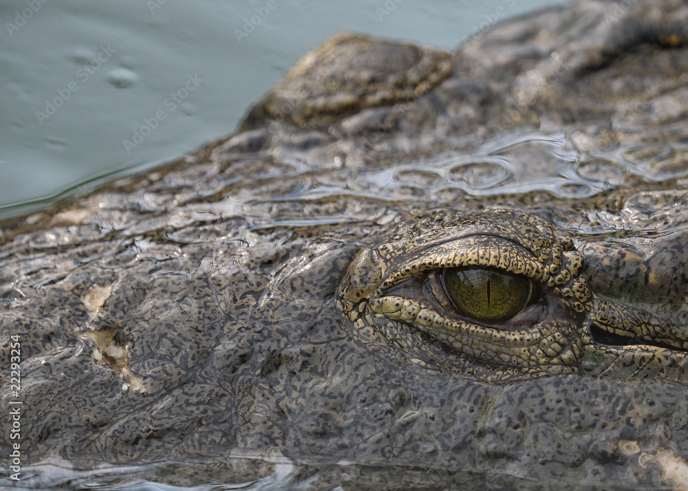 Fototapeta premium l'oeil