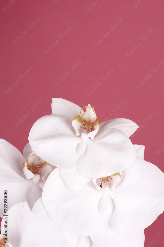 White Orchid White Orchid