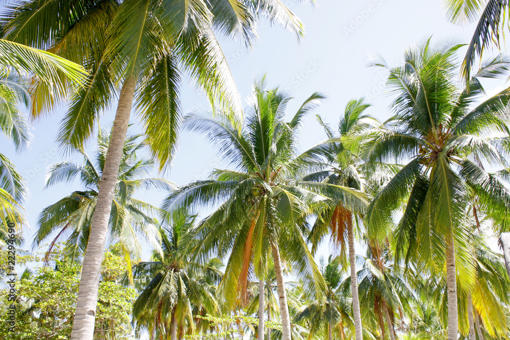 Fototapeta premium Palm tree