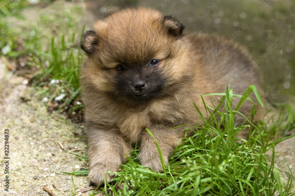 Hund, Spitz,Mittelspitz_Welpe Stock-Foto | Adobe Stock