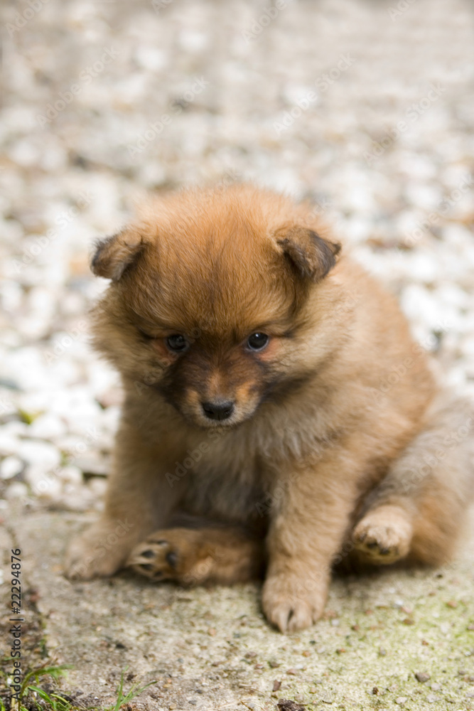 Hund, Spitz,Mittelspitz_Welpe