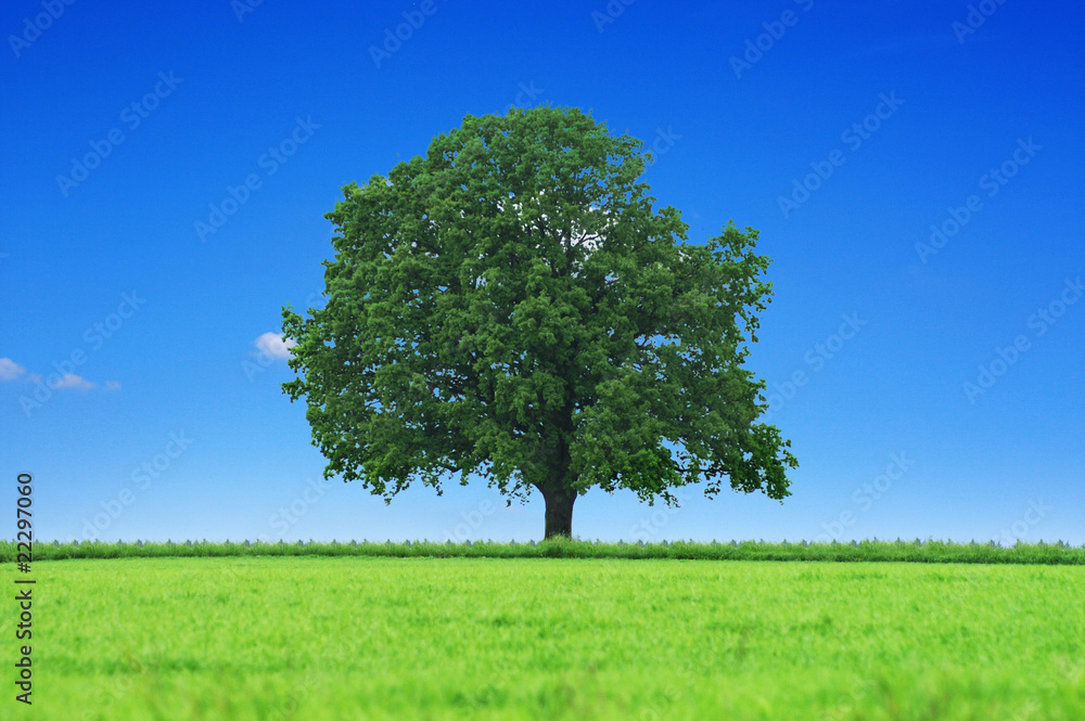 Obraz premium Piękne drzewo na wsi