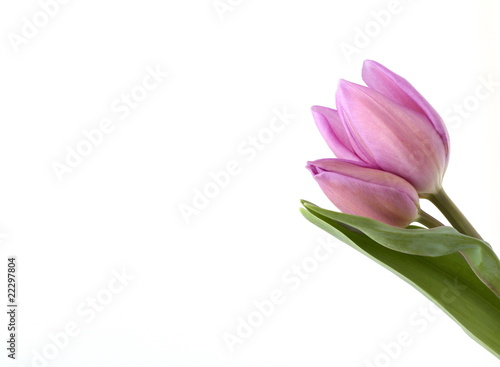 Fototapeta Naklejka Na Ścianę i Meble -  Two pink Tulips isolated on white