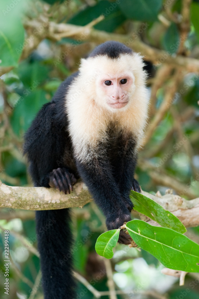 White faced Capuchin Monkey. White faced Capuchin Monkey.