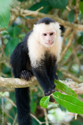 White faced Capuchin Monkey.