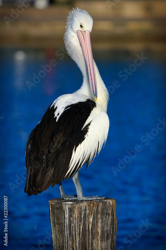 Australian Pelican standing on a lake post. photo