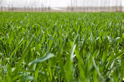 Wheat field