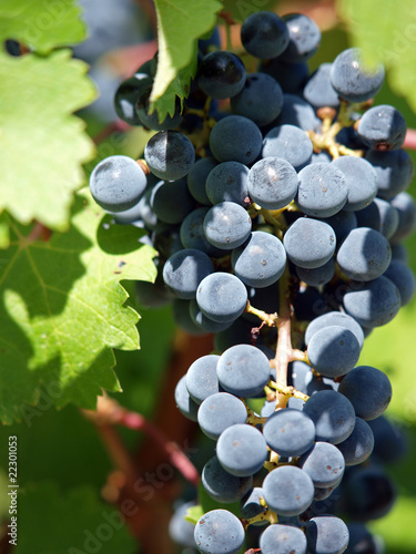 Bunch of ripe grapes photo