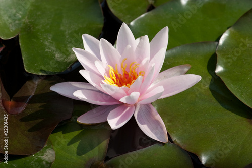 Waterlily