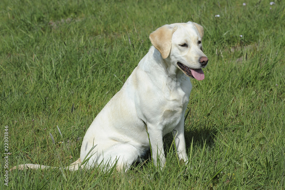 Labrador Retriever